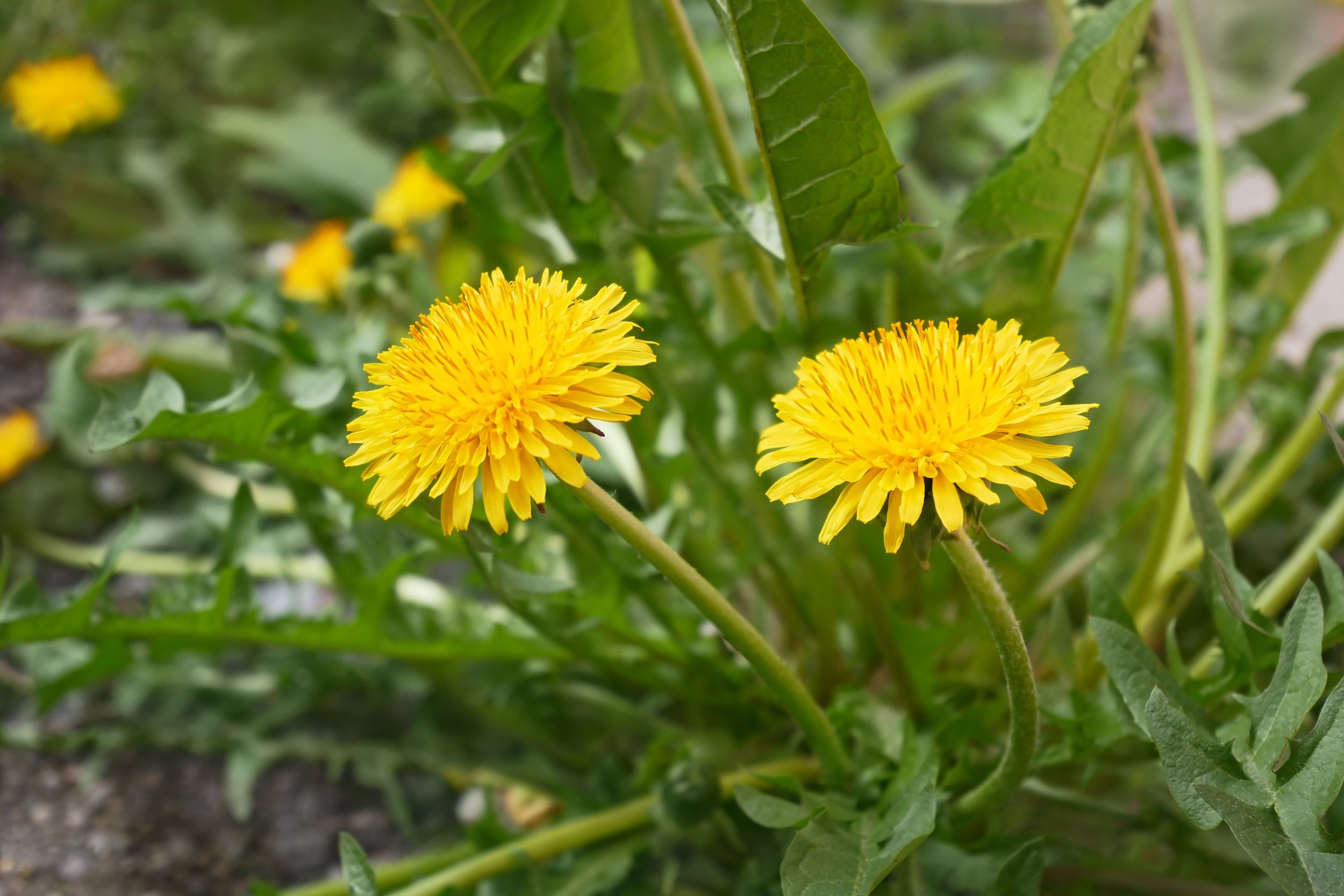 Plante pissenlit dans un pré